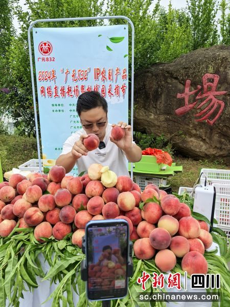 凡敏忙碌地向网友推介当地优质桃子 。苗志勇 摄 凡敏忙碌地向网友推介当地优质桃子 。苗志勇 摄