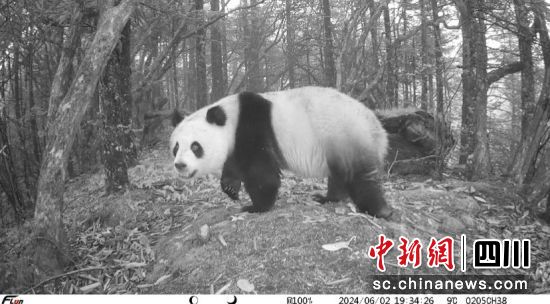 出现在大熊猫国家公园北川片区红外相机里的大熊猫。 北川县委宣传部供图 出现在大熊猫国家公园北川片区红外相机里的大熊猫。 北川县委宣传部供图