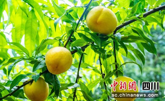 黄桃成熟。周万龙 摄 黄桃成熟。周万龙 摄