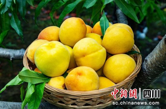黄桃成熟。周万龙 摄 黄桃成熟。周万龙 摄