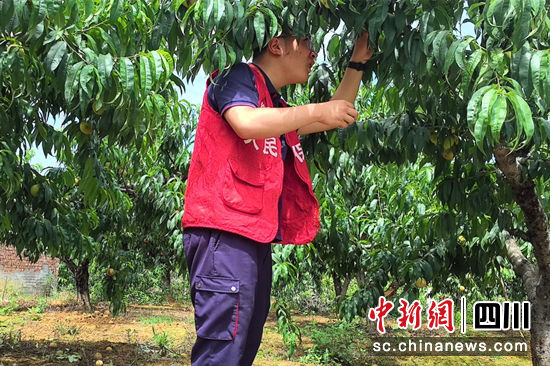 农险理赔人员现场查勘桃树。人保财险绵阳江油支公司供图 农险理赔人员现场查勘桃树。人保财险绵阳江油支公司供图