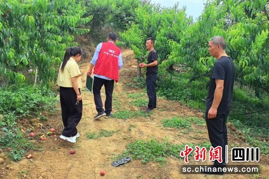农险理赔人员与种植户沟通受损情况。人保财险绵阳江油支公司供图 农险理赔人员与种植户沟通受损情况。人保财险绵阳江油支公司供图