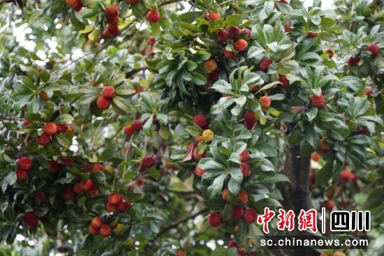 成片的杨梅红熟诱人。杨均梅 摄 成片的杨梅红熟诱人。杨均梅 摄