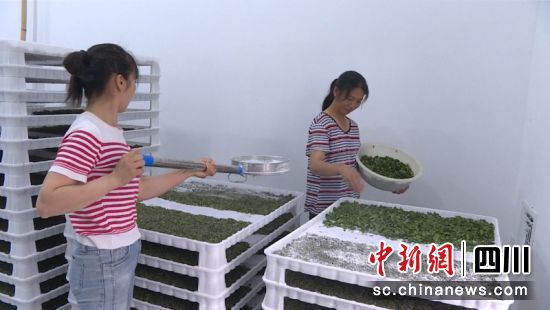 在数字化小蚕共育中心,工人们正在蚕台间进行桑叶喂食。廖珈 摄 在数字化小蚕共育中心,工人们正在蚕台间进行桑叶喂食。廖珈 摄