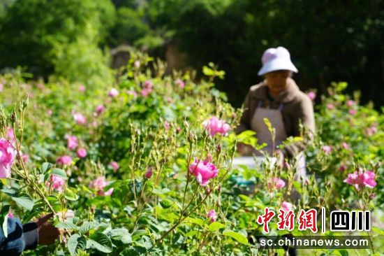 花农采摘玫瑰花。小金县委宣传部供图 花农采摘玫瑰花。小金县委宣传部供图
