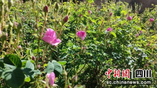 小金玫瑰花。小金县委宣传部供图 小金玫瑰花。小金县委宣传部供图