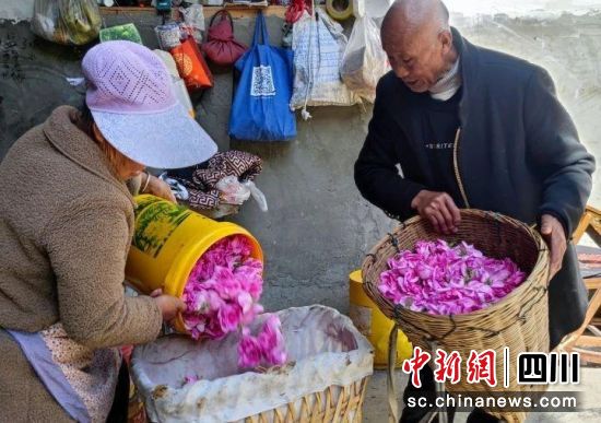 小金玫瑰花喜获丰收。小金县委宣传部供图 小金玫瑰花喜获丰收。小金县委宣传部供图