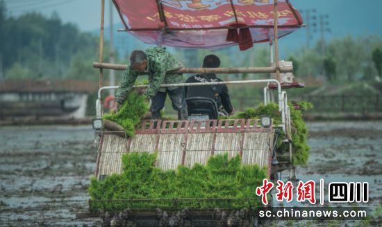 机械化插秧。舒越 供图 机械化插秧。舒越 供图