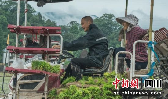 插秧现场。舒越 供图 插秧现场。舒越 供图