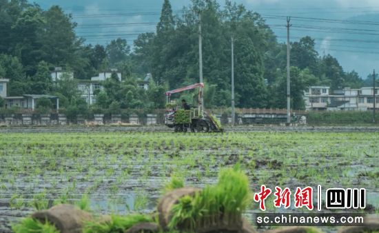插秧现场。舒越 供图 插秧现场。舒越 供图