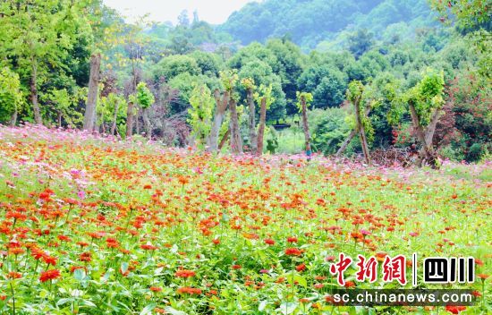 百日菊绽放。贡井融媒 供图 百日菊绽放。贡井融媒 供图