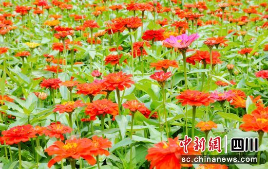 百日菊绽放。贡井融媒 供图 百日菊绽放。贡井融媒 供图