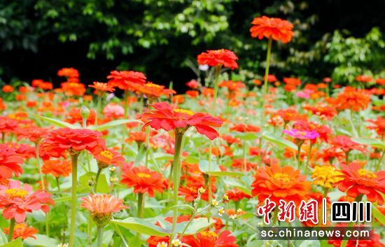 百日菊绽放。贡井融媒 供图 百日菊绽放。贡井融媒 供图