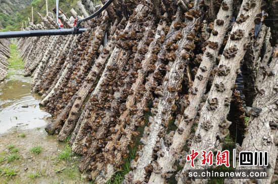 青冈木耳种植。壤塘县委宣传部供图 青冈木耳种植。壤塘县委宣传部供图