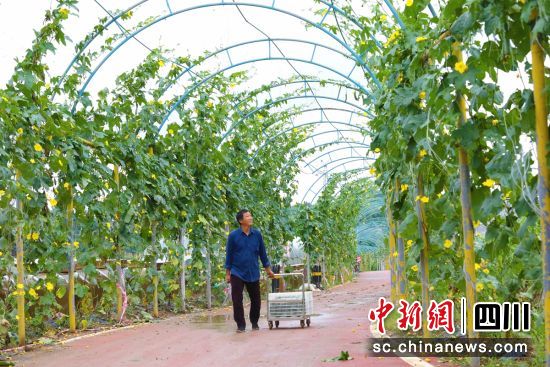 长廊上丝瓜满藤。贡井融媒 供图 长廊上丝瓜满藤。贡井融媒 供图