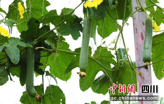 丝瓜丰收。贡井融媒 供图 丝瓜丰收。贡井融媒 供图
