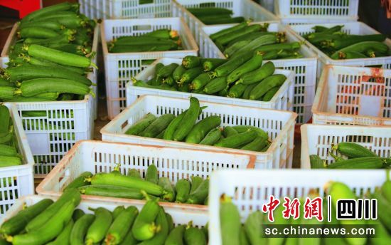丝瓜丰收。贡井融媒 供图 丝瓜丰收。贡井融媒 供图