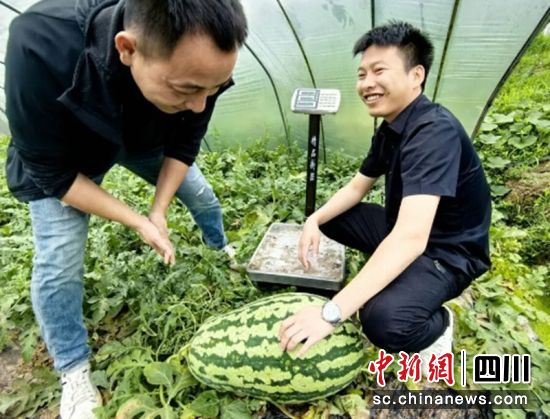 “九洪西瓜”单果重量创新高。沿滩融媒 供图 “九洪西瓜”单果重量创新高。沿滩融媒 供图