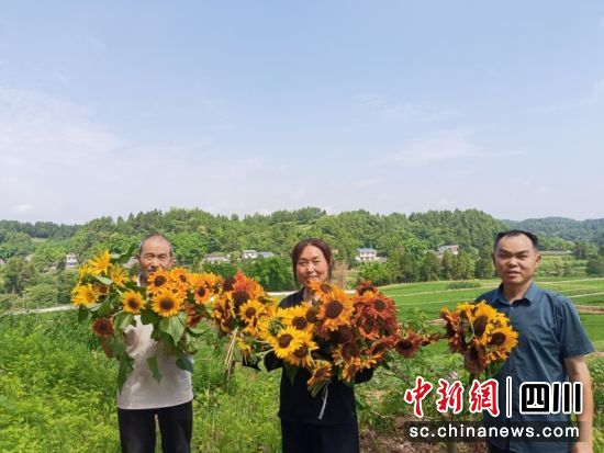 吉庆村向日葵的丰收场景。潘政吉 摄 吉庆村向日葵的丰收场景。潘政吉 摄