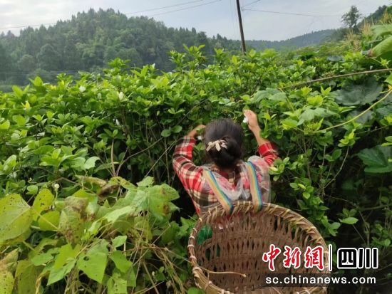 关田村村民在采摘栀子花。潘政吉 摄 关田村村民在采摘栀子花。潘政吉 摄
