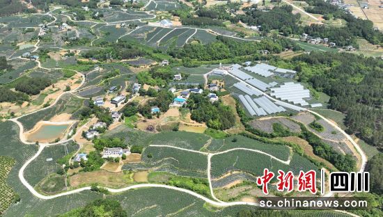 绵阳北川羌族自治县永昌镇“福田里”蓝莓产业示范园。 北川县委宣传部供图 绵阳北川羌族自治县永昌镇“福田里”蓝莓产业示范园。 北川县委宣传部供图
