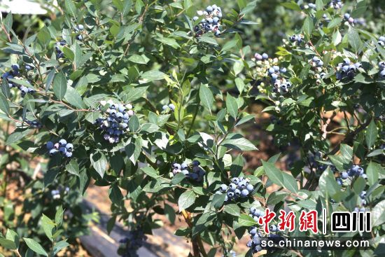 蓝莓产业园内成熟的蓝莓。 北川县委宣传部供图 蓝莓产业园内成熟的蓝莓。 北川县委宣传部供图