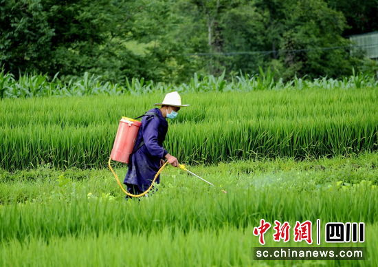 村民在田间打药、管护。 平武县委宣传部供图 村民在田间打药、管护。 平武县委宣传部供图