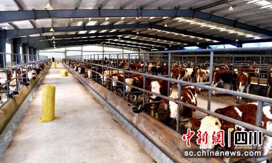 三江乐活村240头肉牛入栏。伍排勇摄 三江乐活村240头肉牛入栏。伍排勇摄