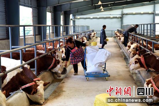 三江乐活村240头肉牛入栏。伍排勇摄 三江乐活村240头肉牛入栏。伍排勇摄