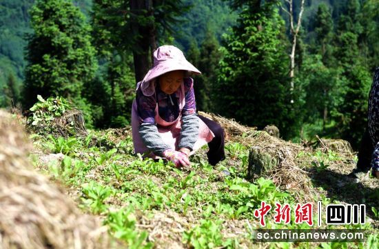 村民正在林间管理萝卜种植。伍排勇摄 村民正在林间管理萝卜种植。伍排勇摄