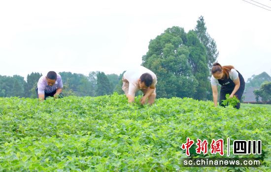 村民正在除草。贡井融媒 供图 村民正在除草。贡井融媒 供图