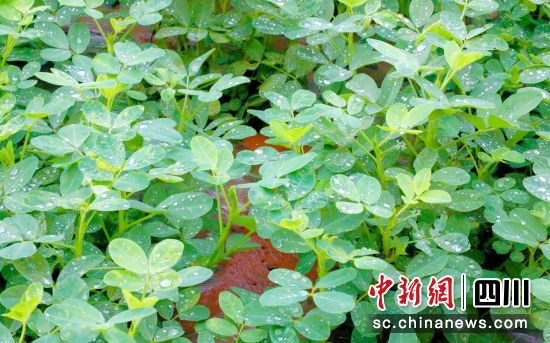 千亩花生长势喜人。贡井融媒 供图 千亩花生长势喜人。贡井融媒 供图