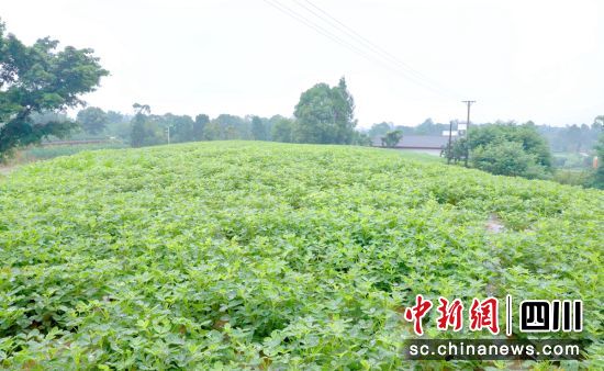 千亩花生长势喜人。贡井融媒 供图 千亩花生长势喜人。贡井融媒 供图
