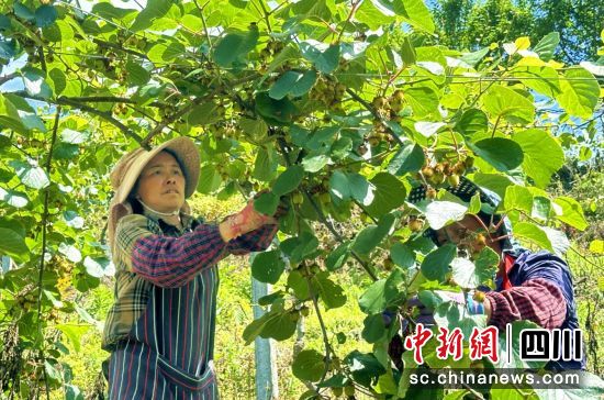 村民正在对猕猴桃进行疏果管理。汶川县委宣传部供图 村民正在对猕猴桃进行疏果管理。汶川县委宣传部供图