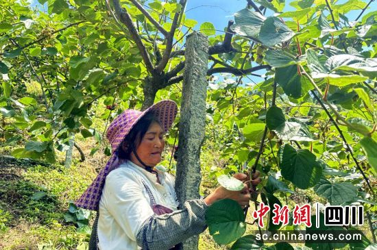 村民正在对猕猴桃进行疏果管理。汶川县委宣传部供图 村民正在对猕猴桃进行疏果管理。汶川县委宣传部供图