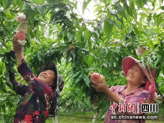 古楼香桃丰收。廖桂华 摄 古楼香桃丰收。廖桂华 摄