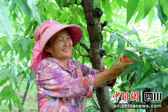 古楼香桃丰收。廖桂华 摄 古楼香桃丰收。廖桂华 摄
