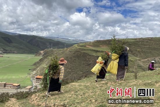 开展植绿增绿。壤塘县委宣传部供图 开展植绿增绿。壤塘县委宣传部供图