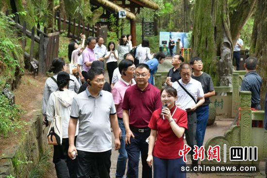 文艺名家在剑阁县翠云廊行走蜀道。活动主办方 供图 文艺名家在剑阁县翠云廊行走蜀道。活动主办方 供图
