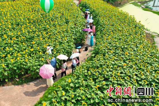 游客在向日葵花海中游玩。杨尚威 摄 游客在向日葵花海中游玩。杨尚威 摄