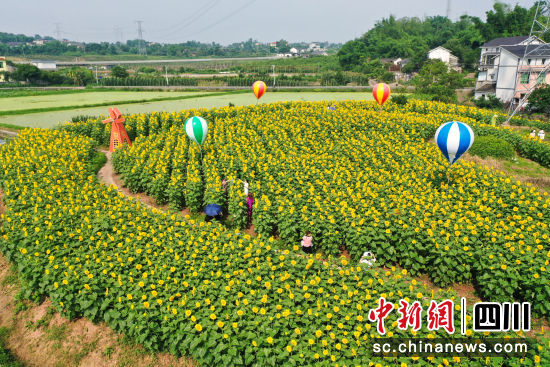 游客在向日葵花海中游玩。杨尚威 摄 游客在向日葵花海中游玩。杨尚威 摄