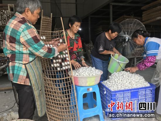 养蚕户抓紧摘收鲜茧。黄平 摄 养蚕户抓紧摘收鲜茧。黄平 摄