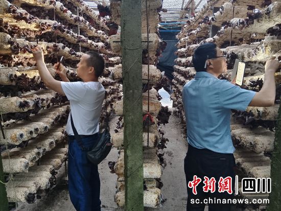 什邡统一战线“同心智库”农业专家团到黄背木耳种植基地察看生产情况。 什邡市委统战部供图 什邡统一战线“同心智库”农业专家团到黄背木耳种植基地察看生产情况。 什邡市委统战部供图