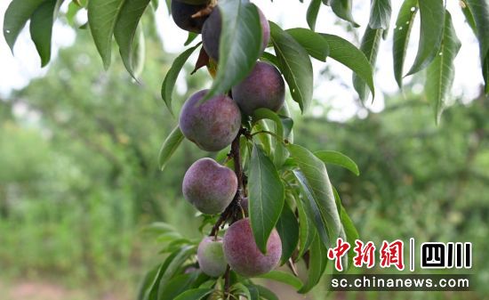 “有机李子”成熟。荣县融媒 供图 “有机李子”成熟。荣县融媒 供图