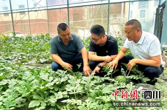村两委和村民正在查看西瓜长势。汶川县委宣传部供图 村两委和村民正在查看西瓜长势。汶川县委宣传部供图
