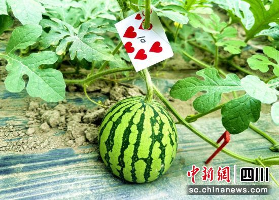 大棚种植西瓜长势良好。汶川县委宣传部供图 大棚种植西瓜长势良好。汶川县委宣传部供图