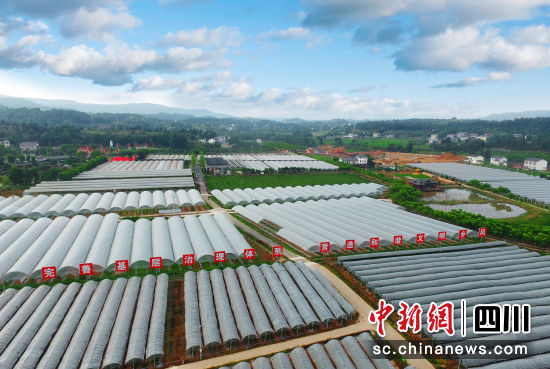 绵阳游仙区发展壮大村集体经济。 游仙区融媒体中心供图 绵阳游仙区发展壮大村集体经济。 游仙区融媒体中心供图