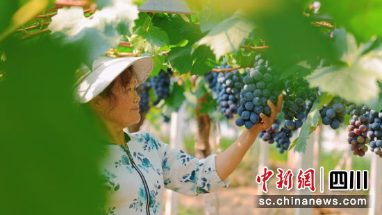 游仙区仙鹤镇“果满山川”现代农业园区里,数千亩葡萄陆续成熟。 游仙区融媒体中心供图 游仙区仙鹤镇“果满山川”现代农业园区里,数千亩葡萄陆续成熟。 游仙区融媒体中心供图