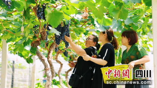 游客采摘葡萄。 游仙区融媒体中心供图 游客采摘葡萄。 游仙区融媒体中心供图