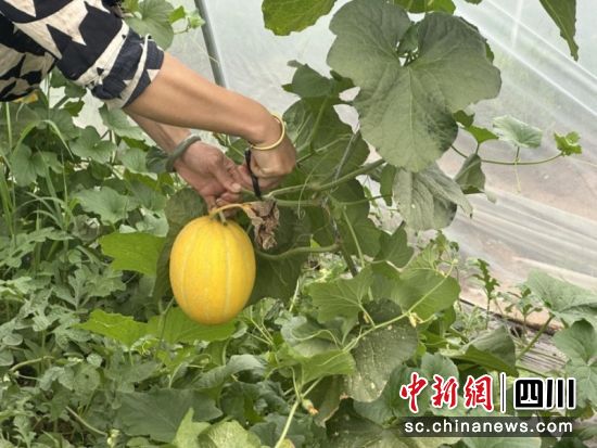 游客体验采摘。徐诗琪 摄 游客体验采摘。徐诗琪 摄